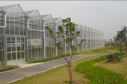 句容玻璃溫室大棚透光條件好適合栽培